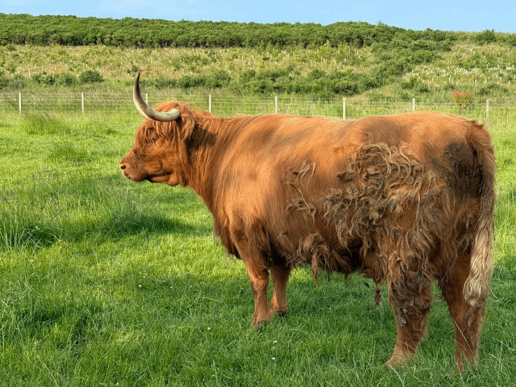 Highlands, Glencoe & Loch Ness